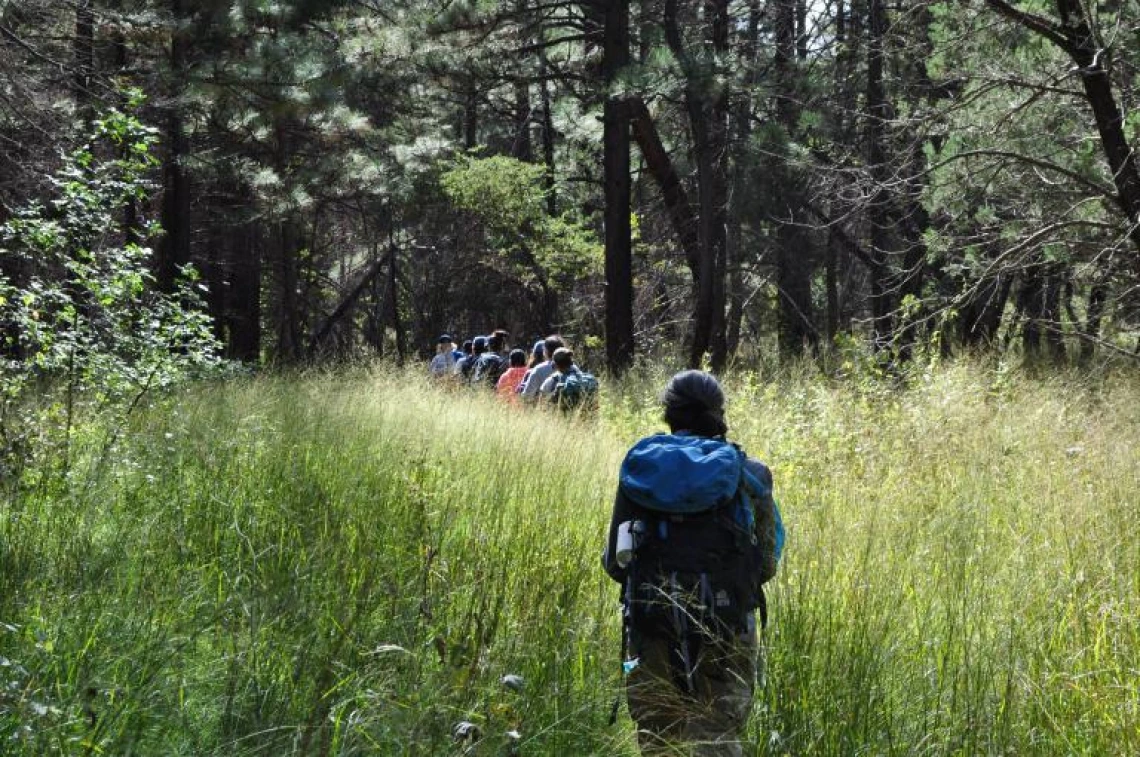 GALS walking through tall grass